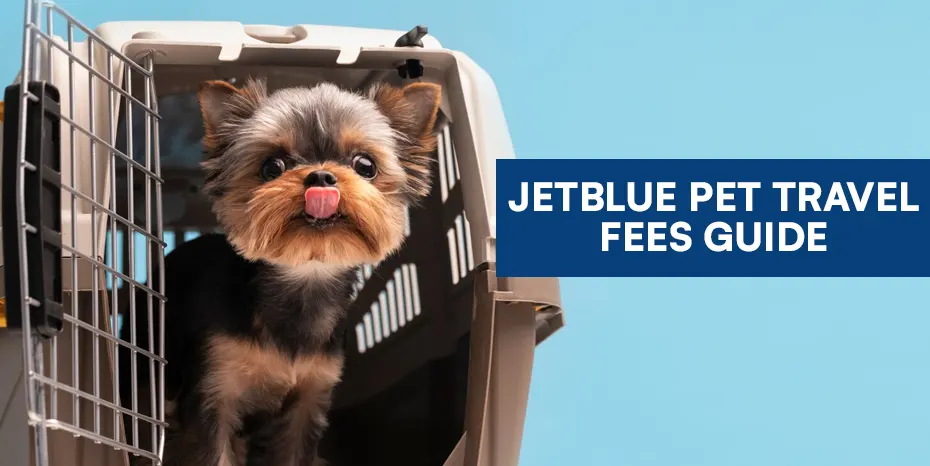 How to Book a Flight with Your Pet on JetBlue